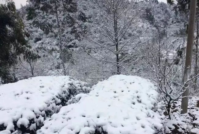 最低气温1℃！自贡将迎来一轮降温和大风天气-16.jpg
