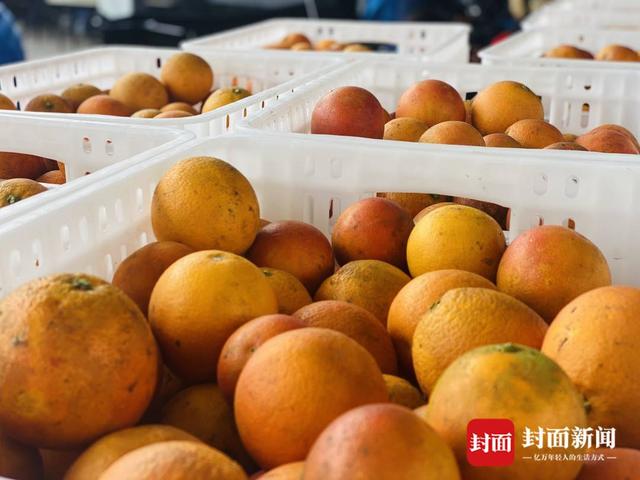 办节+直播+电商，四川自贡贡井万亩白庙血橙上市开采！-1.jpg