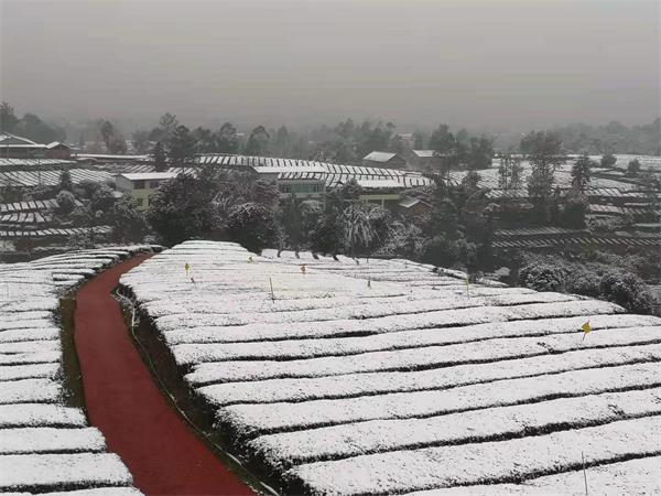 自贡城区飘起雨夹雪 最低气温降至0-2℃-3.jpg