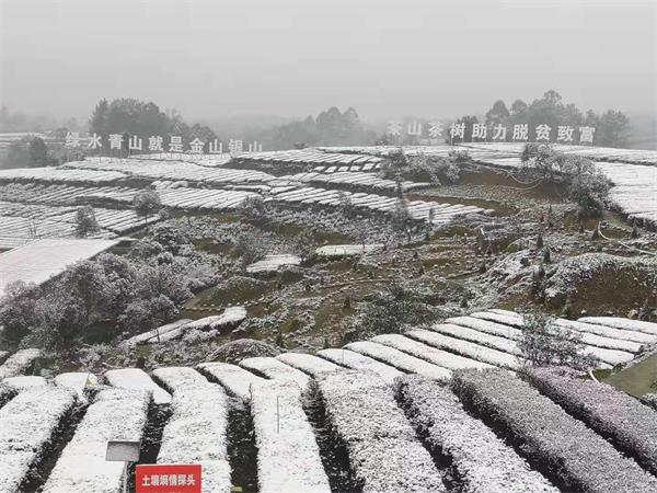 自贡城区飘起雨夹雪 最低气温降至0-2℃-1.jpg