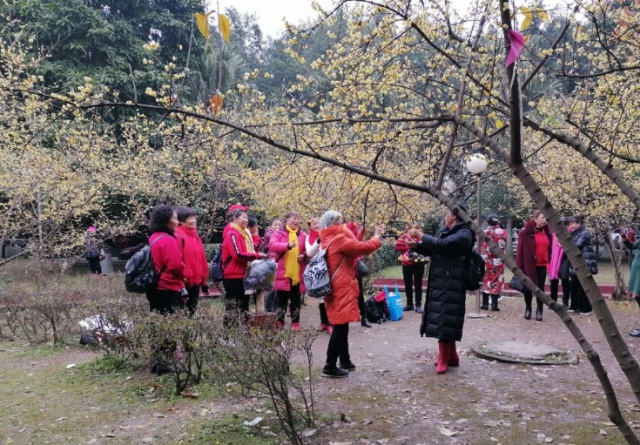 方冲小区有腊梅花，快点来！-1.jpg
