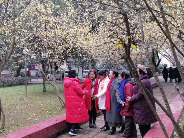 方冲小区有腊梅花，快点来！-2.jpg