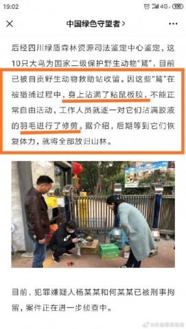 目前10只猛禽应该在自贡市野生动物救助站。-1.jpg