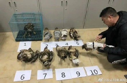 目前10只猛禽应该在自贡市野生动物救助站。-2.jpg