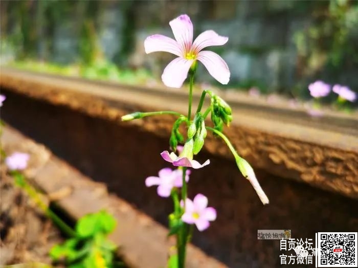 行走自贡：漫步在春天里的自张铁路-2.jpg