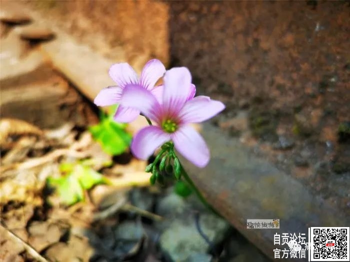 行走自贡：漫步在春天里的自张铁路-3.jpg