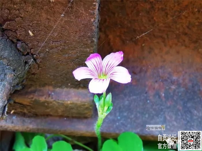 行走自贡：漫步在春天里的自张铁路-7.jpg