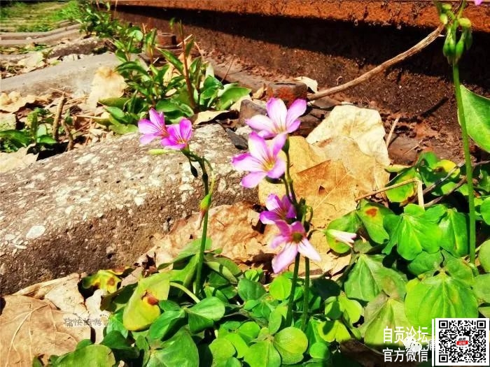 行走自贡：漫步在春天里的自张铁路-8.jpg