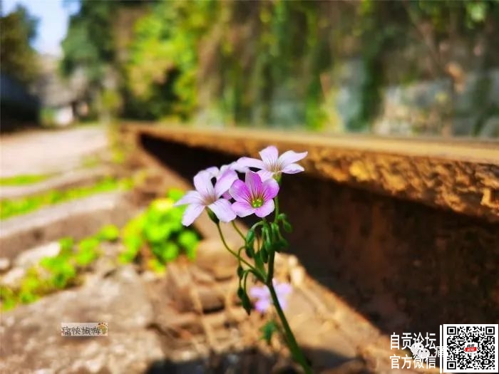 行走自贡：漫步在春天里的自张铁路-11.jpg