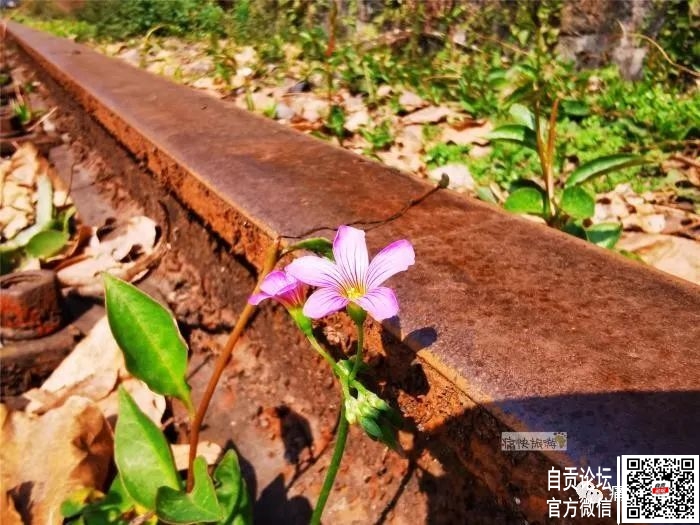 行走自贡：漫步在春天里的自张铁路-10.jpg