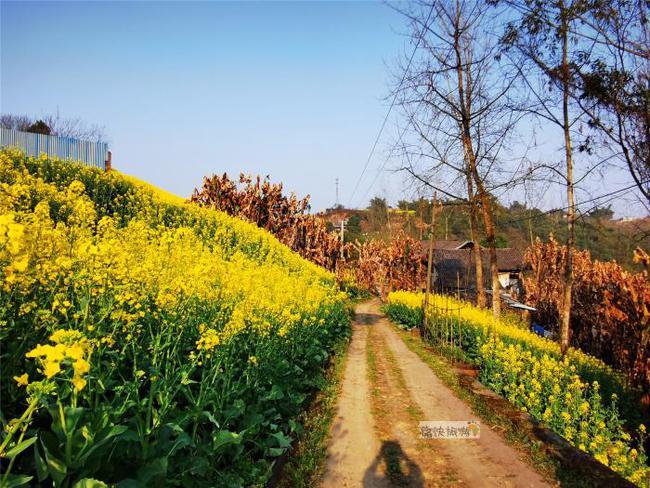 行走自贡：寻迹乡间路上的油菜花-1.jpg