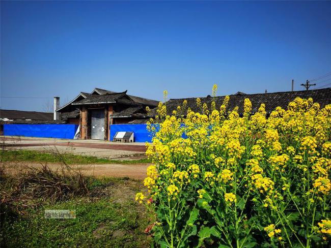行走自贡：寻迹乡间路上的油菜花-2.jpg