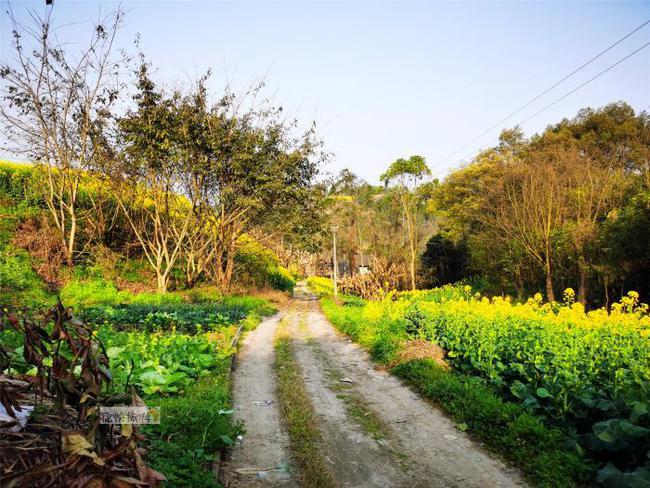行走自贡：寻迹乡间路上的油菜花-4.jpg