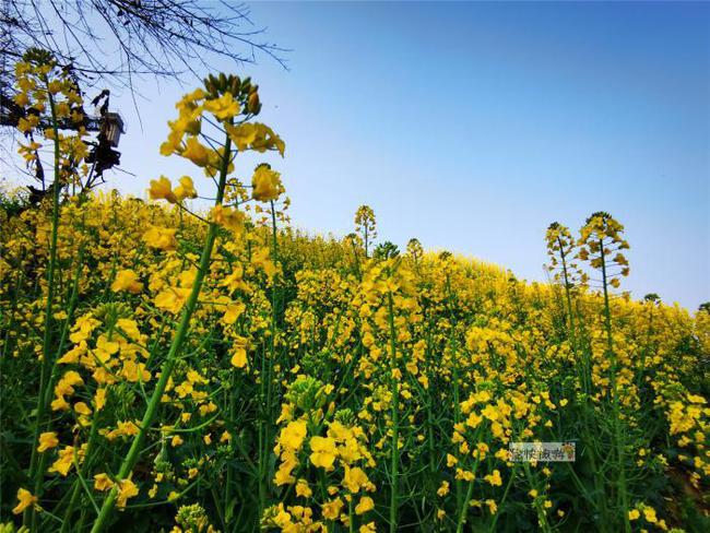 行走自贡：寻迹乡间路上的油菜花-6.jpg