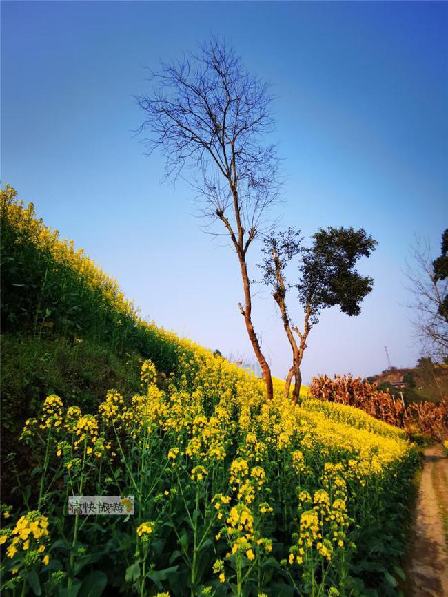 行走自贡：寻迹乡间路上的油菜花-7.jpg