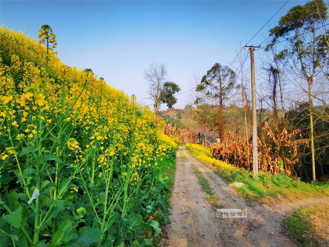 行走自贡：寻迹乡间路上的油菜花-9.jpg