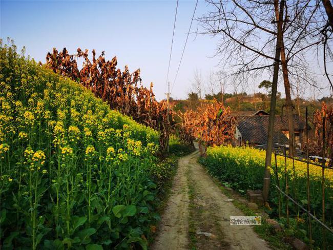 行走自贡：寻迹乡间路上的油菜花-14.jpg