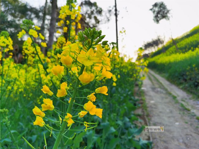 行走自贡：寻迹乡间路上的油菜花-13.jpg
