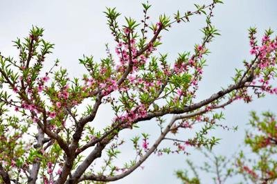 三生三世十里桃花！自贡尖山桃花盛开等你来品-1.jpg