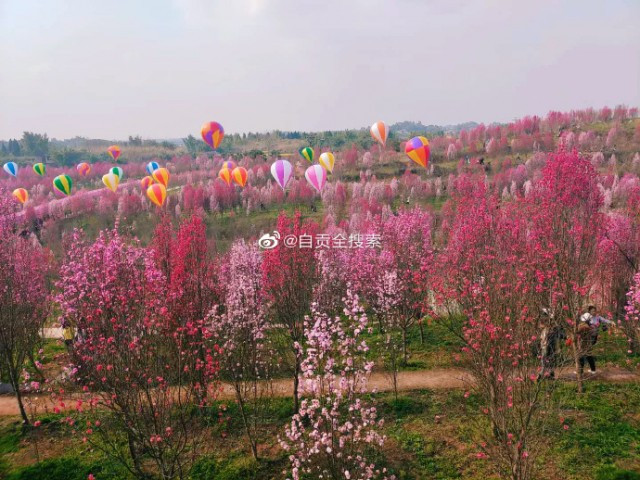 富顺板桥桃花园开园啦！-1.jpg