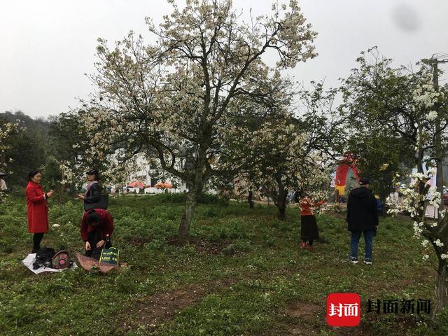 自贡大安举行三多古寨AAA级旅游景区推介活动 游客冒雨打卡赏花-3.jpg