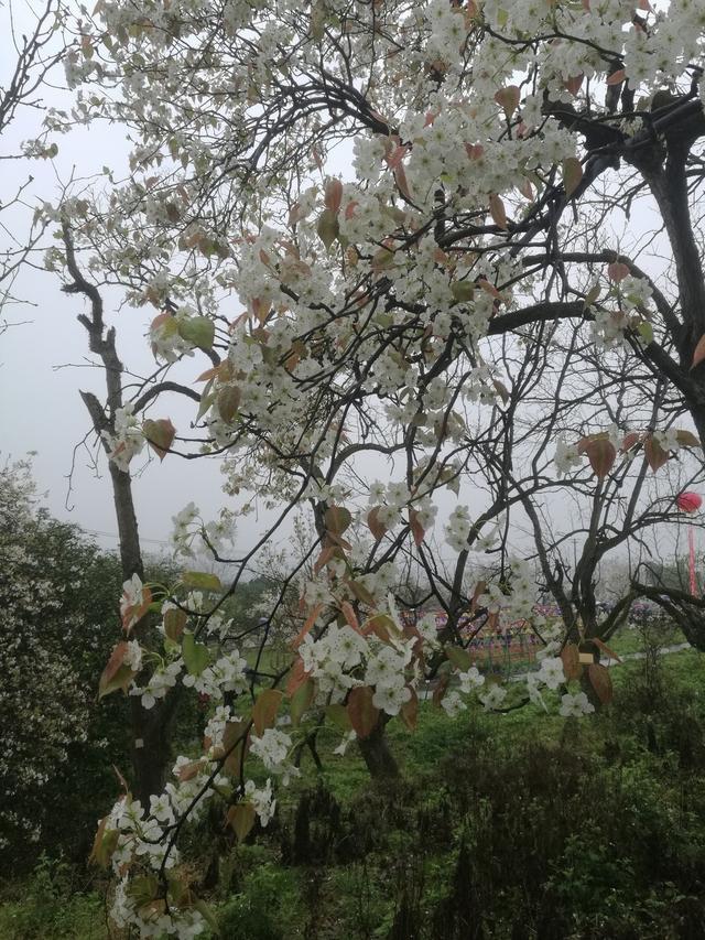 赏梨花品“贡梨”故事！自贡三多古寨AAA级旅游景区推介活动-1.jpg