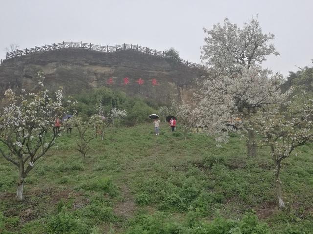 赏梨花品“贡梨”故事！自贡三多古寨AAA级旅游景区推介活动-3.jpg