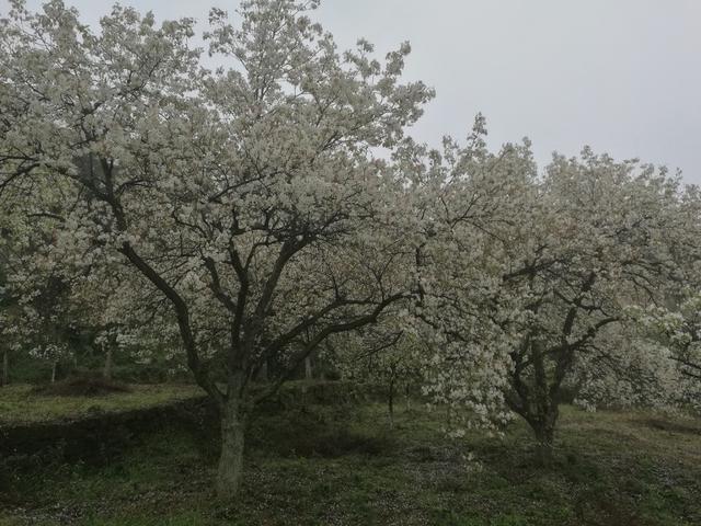 赏梨花品“贡梨”故事！自贡三多古寨AAA级旅游景区推介活动-2.jpg