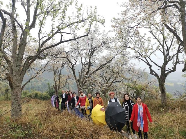 赏梨花品“贡梨”故事！自贡三多古寨AAA级旅游景区推介活动-4.jpg