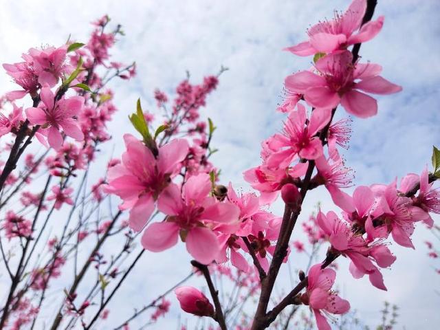 春游川渝｜阳春三月，自贡这个桃园春色美“醉”了！-5.jpg