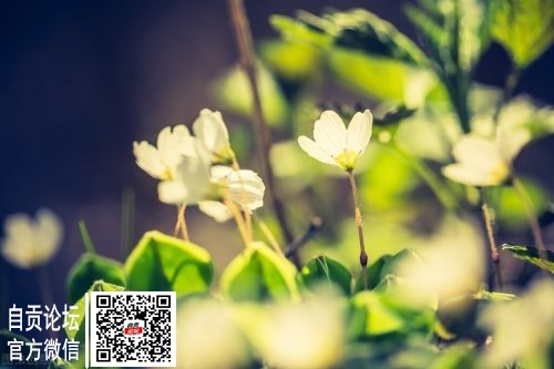 自贡3月9～11日天气预报-1.jpg