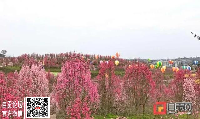 重要通知！富顺看桃花的注意啦，这里施行交通管制！-1.jpg