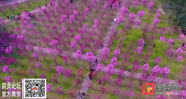 重要通知！富顺看桃花的注意啦，这里施行交通管制！-2.jpg