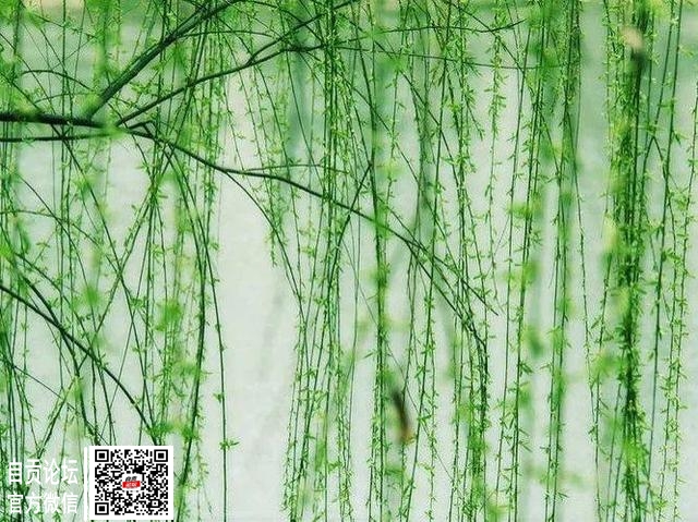 要升温了！自贡近期最高气温将升到-8.jpg