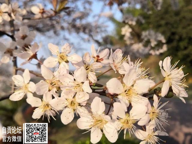 要升温了！自贡近期最高气温将升到-7.jpg