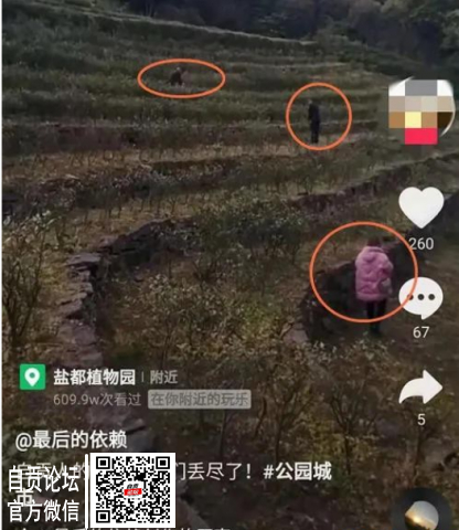 震惊！西山公园出了“采茶大盗”！-1.jpg