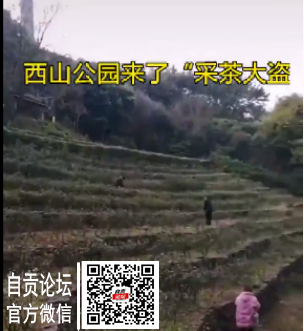 震惊！西山公园出了“采茶大盗”！-2.jpg