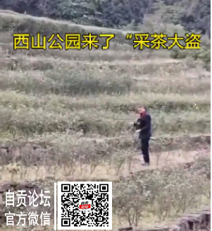 震惊！西山公园出了“采茶大盗”！-3.jpg
