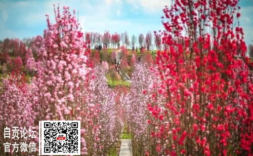 自贡3月15~17日天气预报-1.jpg