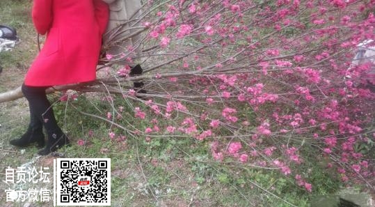 桃林百里，不如文明有你-2.jpg