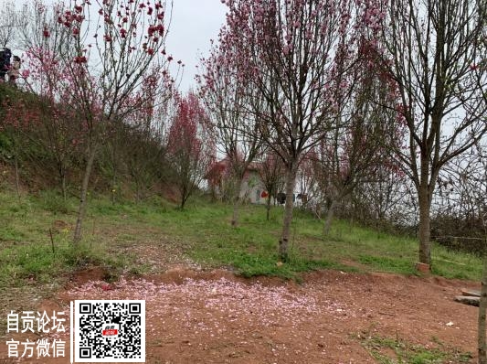 桃林百里，不如文明有你-3.jpg