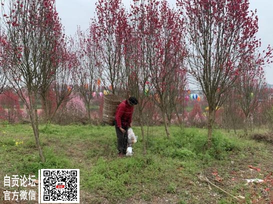 桃林百里，不如文明有你-4.jpg