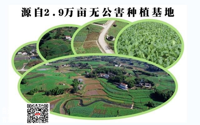 麻辣鲜香 最佳解馋的龙须淡口头菜-2.jpg