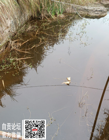 牛佛生态养殖被同村养猪场排泄物污染！！-3.jpg