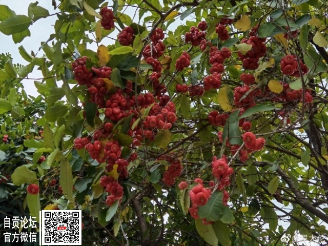 一小区莲雾熟了没人采，落了一地-1.jpg