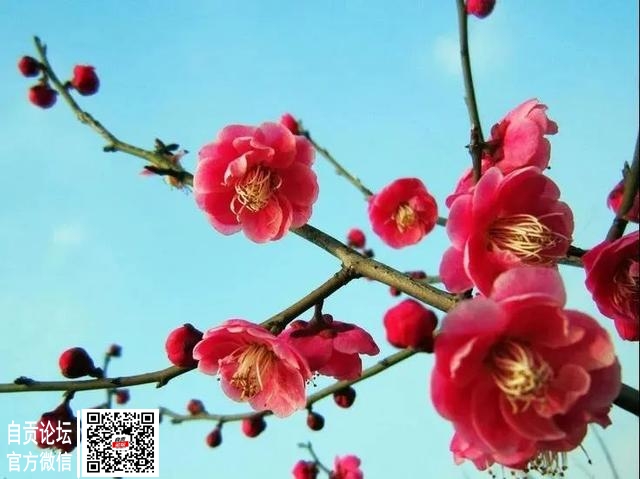 火箭式升温！富顺的春天要来了，气温飙至27℃！-5.jpg