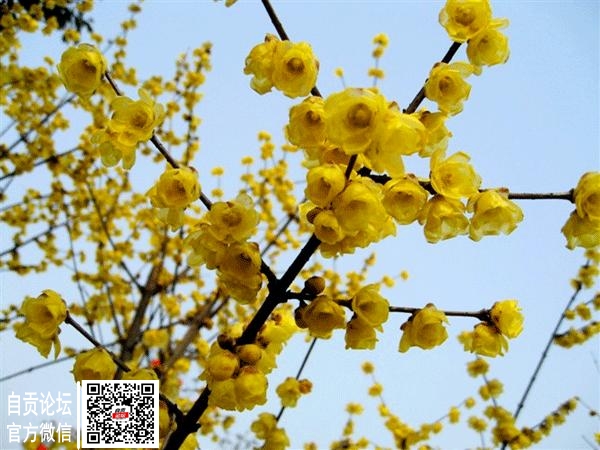火箭式升温！富顺的春天要来了，气温飙至27℃！-4.jpg