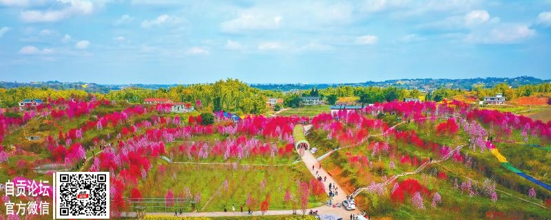 自贡富顺县千秋村桃花竞相开放 姹紫嫣红美不胜收-1.jpg