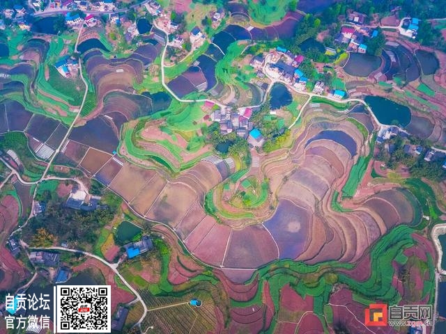 富顺县童寺镇：千亩荷田，美了乡村，富了村民-1.jpg