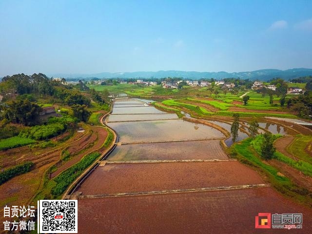 富顺县童寺镇：千亩荷田，美了乡村，富了村民-3.jpg
